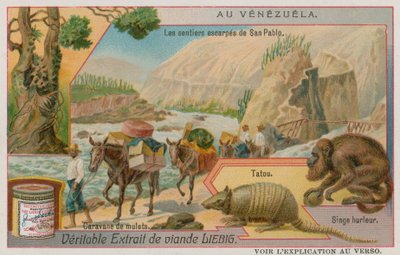 The Steep Paths of San Pablo with an Armadillo and a Howler Monkey and a Caravan of Mules by European School